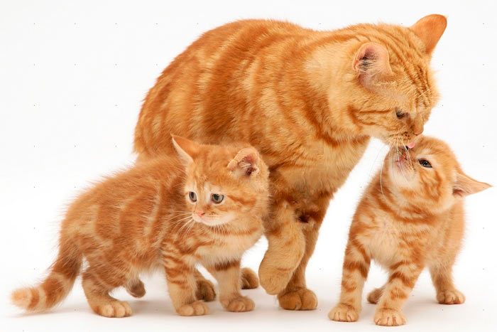 Файл:Koshka i kotyata.jpg