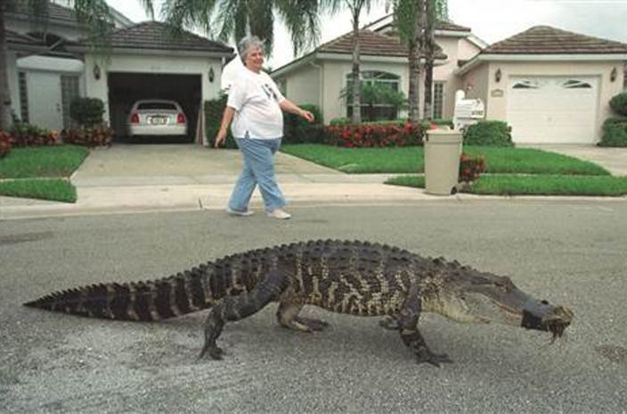 Файл:20 июля.jpg