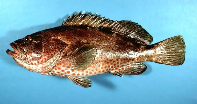 Файл:Коза Ностра.jpg