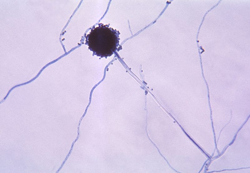 Файл:-Aspergillus niger 01.jpg