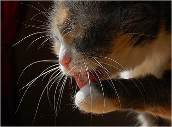 Облизывание пальчиков после поедания хрена высокогорного