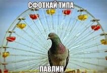 1.3.2025: Использование колёса обозрения голубем-позёром.