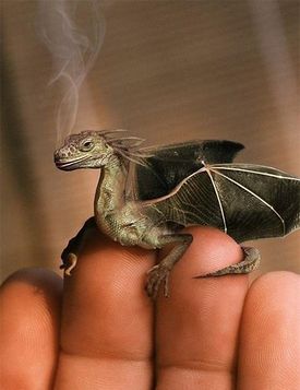 молодой дракончик