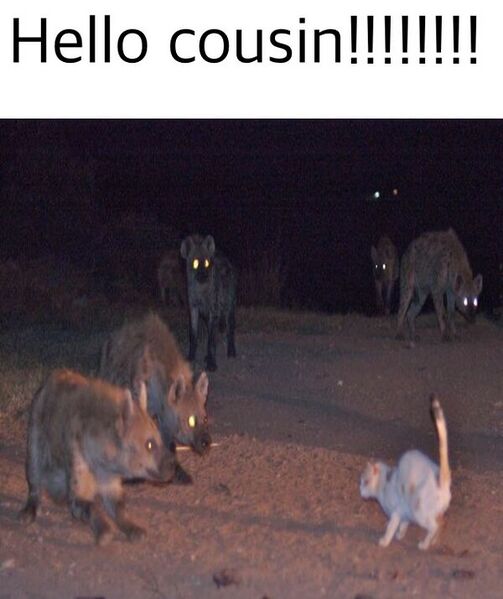 Файл:Გამარჯობა ბიძაშვილო.jpeg