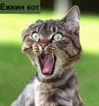 23.12.2020: Ёжкин кот