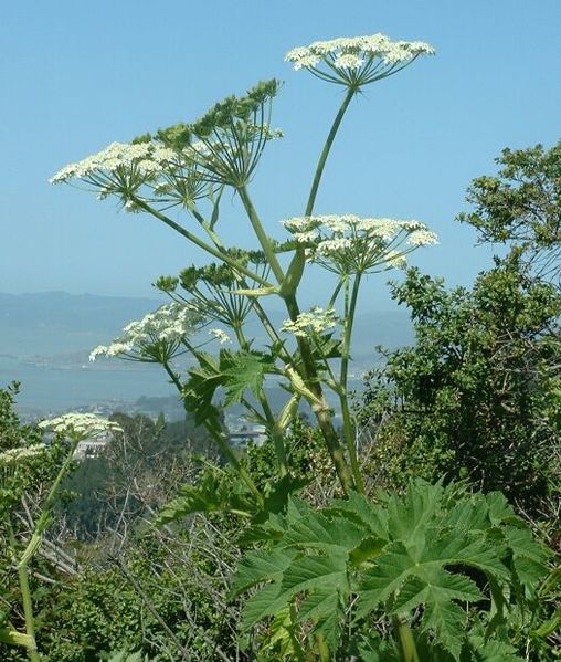 Файл:Cow Parsnip.jpg