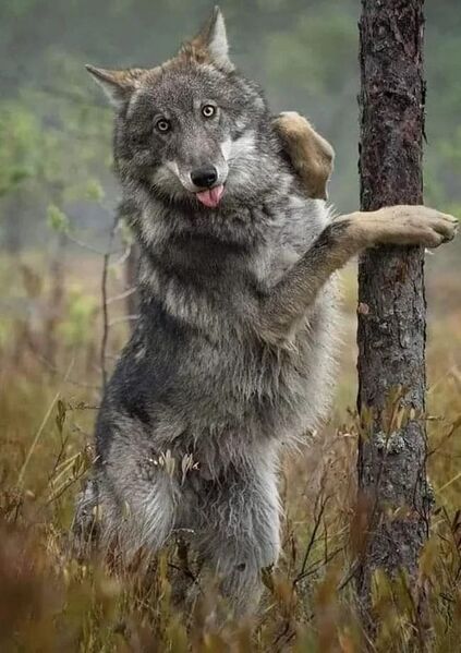 Файл:Canis lupus.jpg