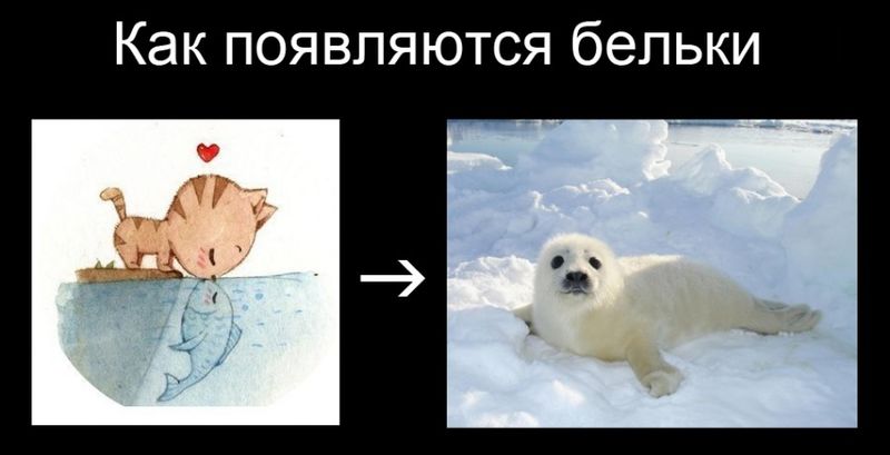Файл:Схема получения белька.jpg
