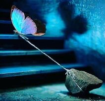 19.6.2019: Бабочка-трудоголик чей прадедушка муравей.