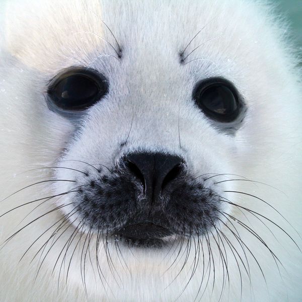 Файл:Belyok 3.jpg