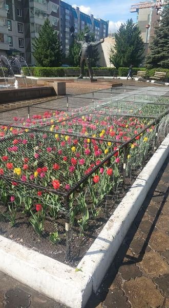 Файл:Тюльпаны-Красноярск.jpg
