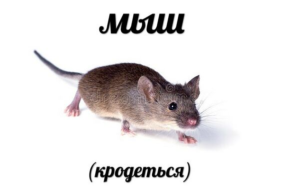 Мыш (кродётся)