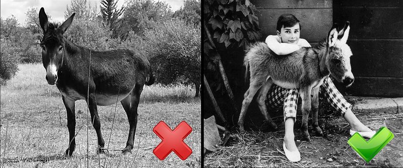 Файл:Ослик 2 шт.jpg