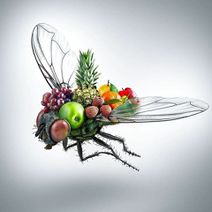 29.3.2020: Фруктовая муха.