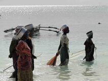 3.9.2018: Не страшны в кастрюле крачки чернокожеей рыбачке