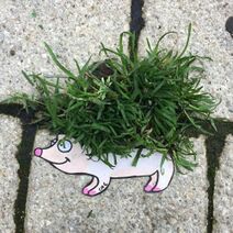 6.6.2019: Городской ёж.