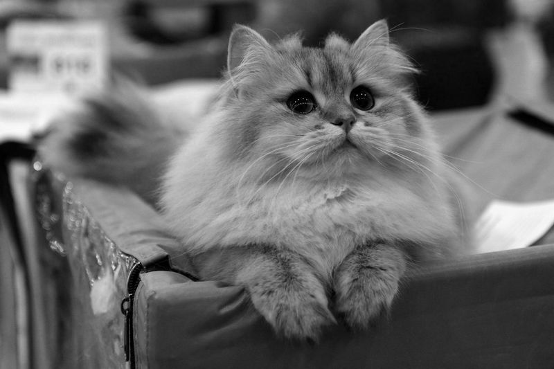 Файл:Лиза ЧБ.jpg