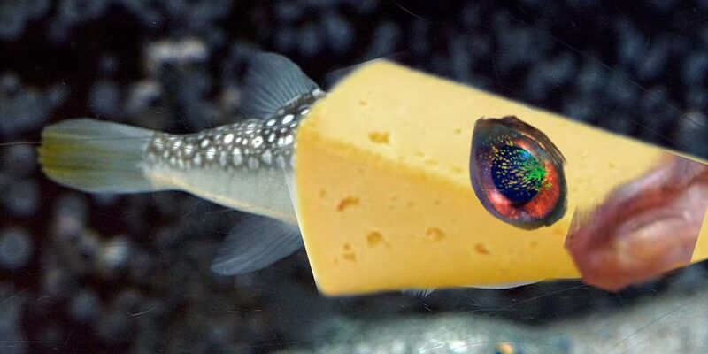 Файл:PacificCheesefish.jpg