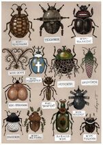 7.1.2024: Классификация жуков.