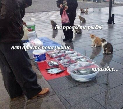 Вы продоёте рыбов?