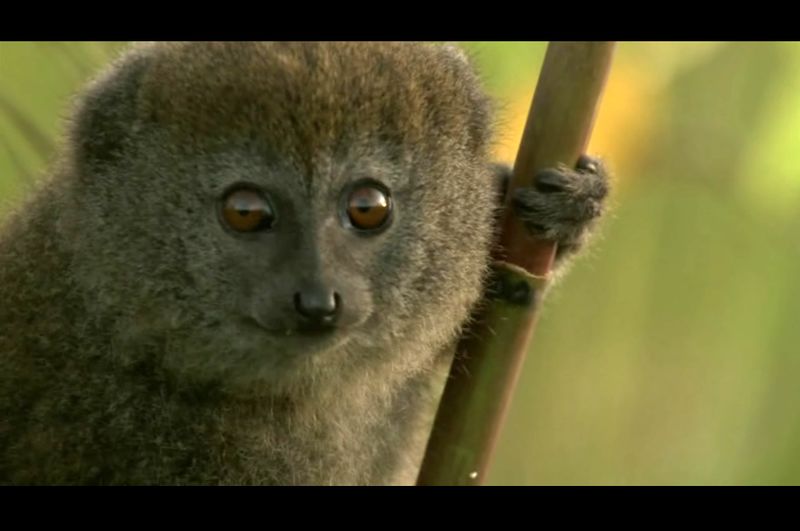 Файл:Лемур тростниковый.jpg