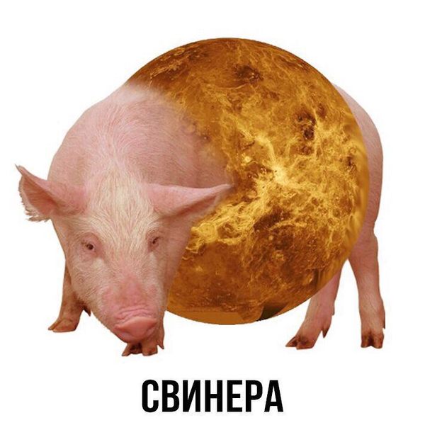 Файл:Свинера.jpg