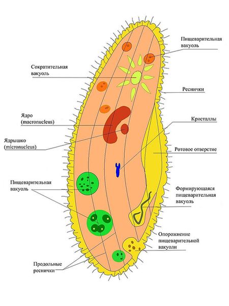 Файл:Paramecium-ru.jpg