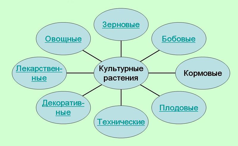 Файл:Kulturnie rasteniya.jpg