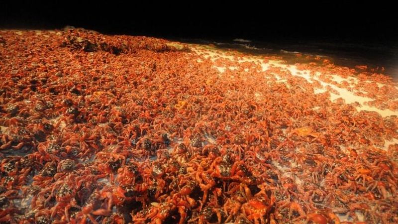 Файл:Crabs 02.jpg