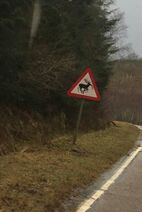 26.4.2019: В глухих чернобыльских лесах Слоноолень внушает страх.