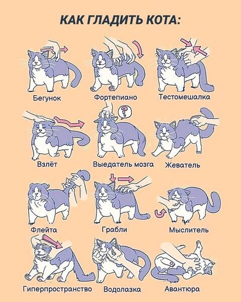 Файл:Инструкция-глажки-кота.jpg