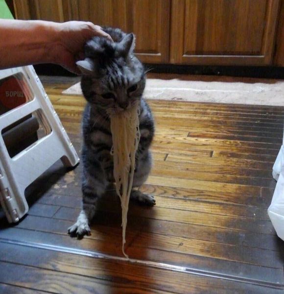 Файл:Кот-съел-лапшу.jpg