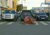 28.9.2019: Пешеход-брюхоног.