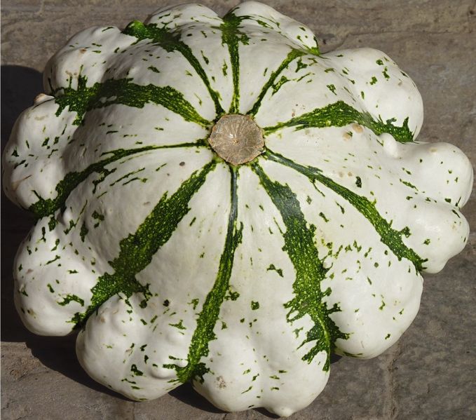 Файл:Pattypan squash J3.jpg