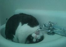 30.5.2018: Имидж ничто, жажда всё!