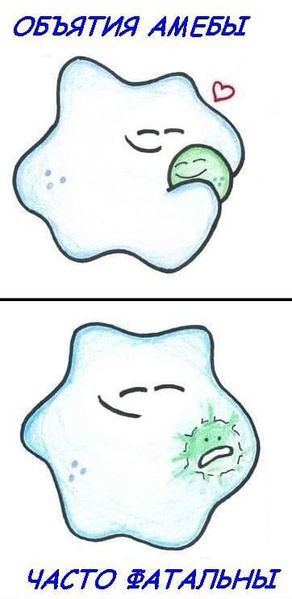 Файл:Объятия-амёбы.jpg