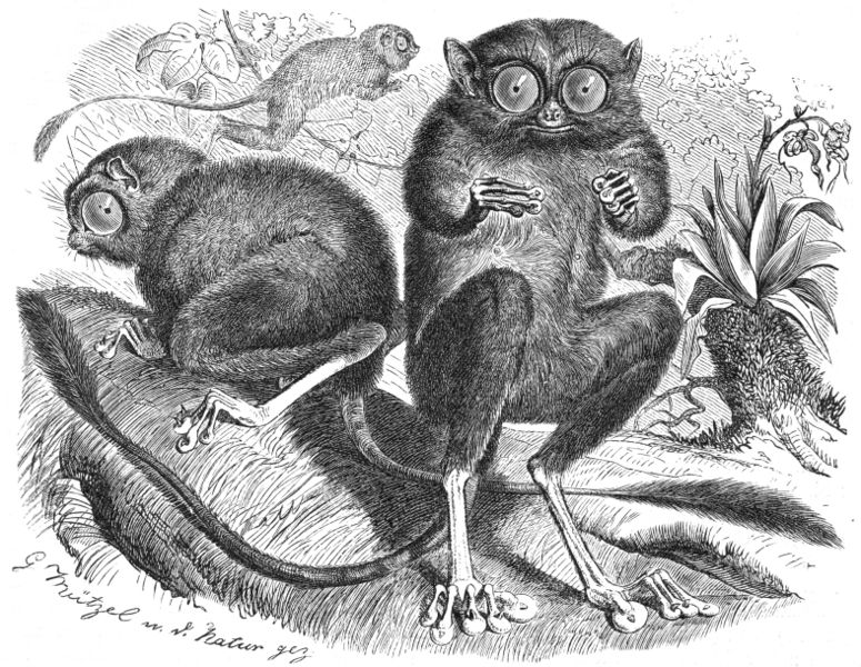 Файл:Tarsiers.jpg