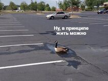 26.9.2018: Довольство тем что есть средь шума трассы? Зато постигнут дзен а может даже счастье.