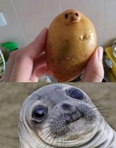 13.3.2020: Нахальный корнеплод пародирует животное.