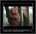 Демотиватор о лемуре и проблемах заработной платы