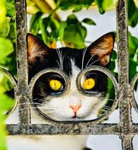 11.11.2022: Кот баянный в пенсне стационарном.