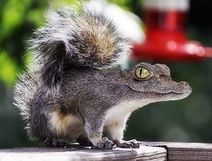 29.1.2020: Крокодук.