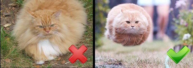 Файл:Кот 2 шт.jpg