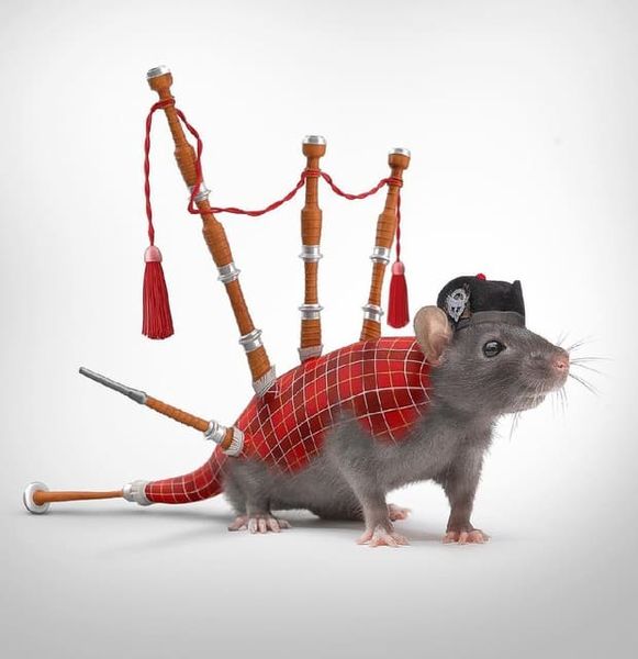 Файл:Крыса-волынщица.jpg
