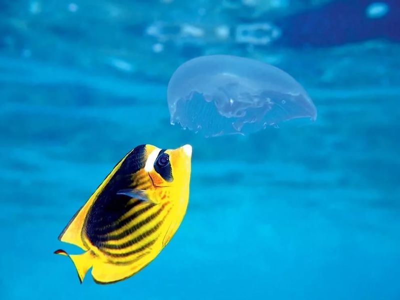 Файл:Ryba i meduza.jpg