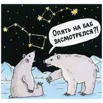 23.12.2025: Медведицы и медведи.