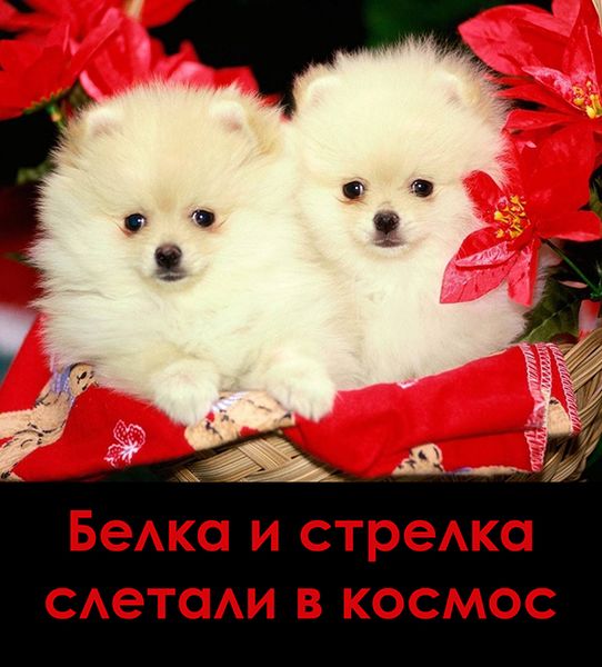 Файл:Belka Strelka.jpg