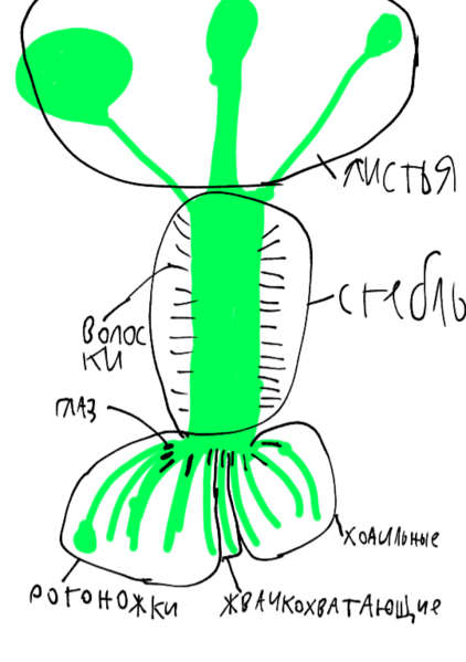 Файл:Внешняя анатомия сорванца.png