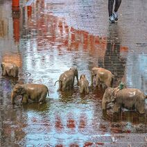 11.6.2022: Карликовые слоны, заводящиеся в летних лужах, на которых редко кто обращает внимание, кроме лилипутов.