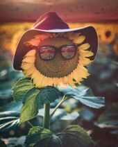 2.8.2019: Никуда не спеша вслед за солнцем.